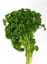 Free Curly Parsley Stock Photo - 8051100