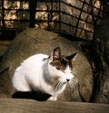Free Cat Enjoy Sunshine Stock Photography - 8056222