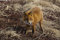 Free Red Fox Royalty Free Stock Photos - 8052718