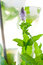 Free Mojito Cocktail Royalty Free Stock Images - 8056619