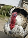 Free A Free Range Turkey Stock Images - 8064284