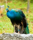 Free Peacock Perched On Boulder Stock Image - 8064681
