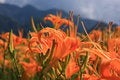 Free Daily-Lily Royalty Free Stock Images - 8065199
