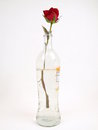 Free Red Rose Bottle Royalty Free Stock Images - 8069319