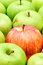 Free Red Apple In Green Apples Stock Photos - 8061273