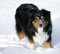 Free Australian Shepherd In The Snow Stock Photography - 8068042