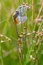 Free Mating Dragonflies Royalty Free Stock Image - 8068076