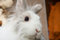 Free Rabbit Stock Photography - 8068462