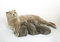 Free Small Kittens And Mother-cat Royalty Free Stock Photography - 8069007