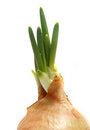 Free Spring Onion Isolated .Green Onion Royalty Free Stock Photos - 8074818