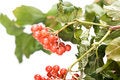 Free Berry Isolated Royalty Free Stock Images - 8074929