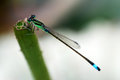 Free Damselfly Stock Photography - 8078732