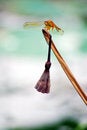 Free Dragonfly Stock Photos - 8078743