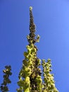 Free Weird Plant Stock Photos - 8078963