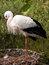 Free Stork Bird Royalty Free Stock Photos - 8072148