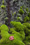 Free Red Leaf And Mossy Tree Stock Image - 8072951
