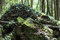 Free Overgrown Rock. Royalty Free Stock Photos - 8074808