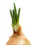 Free Spring Onion Isolated .Green Onion Royalty Free Stock Photos - 8074818