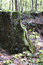 Free Overgrown Rock. Royalty Free Stock Photo - 8075285
