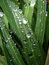 Free Rain Drops Stock Photo - 8085350