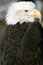 Free American Bald Eagle Stock Photo - 8089340