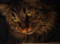 Free Cat Royalty Free Stock Photo - 8090025