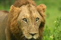 Free Lion Stare Royalty Free Stock Image - 8090176