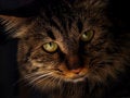 Free Cat Stock Image - 8090641