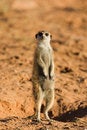 Free Suricate Stock Photo - 8094320