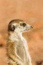 Free Suricate Stock Image - 8094461