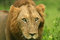 Free Lion Stare Royalty Free Stock Image - 8090176