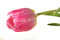 Free Tulip Stock Photo - 8093430