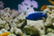 Free Blue Fish Royalty Free Stock Image - 8094866