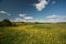 Free Dandelion Field Stock Photos - 8096453