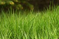 Free Green Grass Royalty Free Stock Photography - 814667