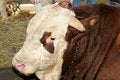 Free Bullock Royalty Free Stock Image - 814806