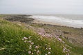 Free Sea Pink (Armeria Maritima) Or Thrift. Stock Photo - 816730