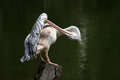 Free Pelican Stock Images - 818334
