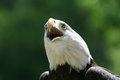 Free Angry Eagle Stock Photography - 818632