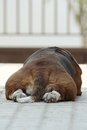 Free Siesta Stock Photography - 818732