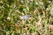 Free Eastern Tailed-Blue Royalty Free Stock Photos - 815898