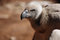 Free Cape Vulture Stock Photo - 816560
