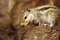 Free Squirrel Royalty Free Stock Photography - 8101237