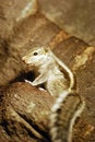 Free Squirrel Stock Photography - 8101322