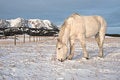 Free Draft Horse Grazing Royalty Free Stock Photography - 8103197