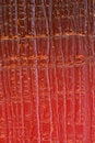 Free Wax Texture Stock Photo - 8105600