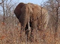 Free Wildlife Royalty Free Stock Image - 8108736