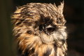 Free European Eagle Owl Stock Images - 8108924