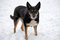 Free Dog In The Snow Royalty Free Stock Photography - 8100027