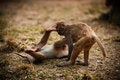 Free Monkey Fighting Stock Photography - 8110472